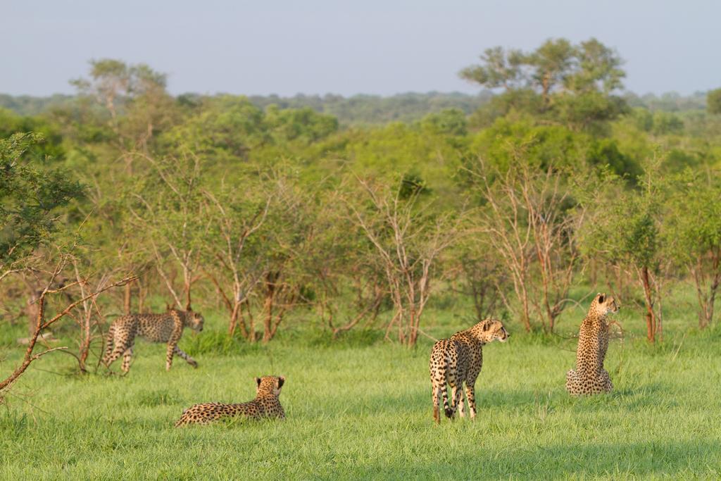 Ndzhaka Tented Camp Manyeleti Game Reserve Exterior foto