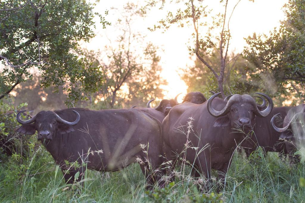 Ndzhaka Tented Camp Manyeleti Game Reserve Exterior foto